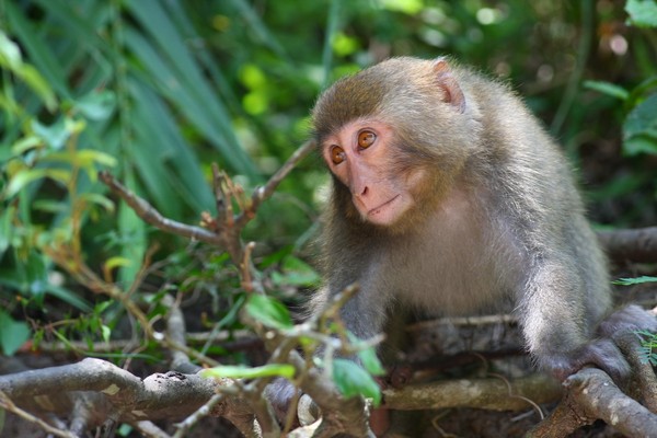 知本森林游乐区 猕猴也热爱泡汤