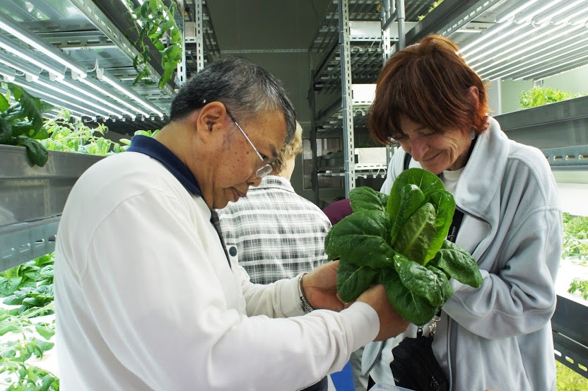 大葉大學研發植物工廠 培植哈密瓜香甜多汁 | 文章內置圖片