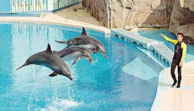香港海洋公园最长寿海豚Jessie病逝 | 文章内置图片