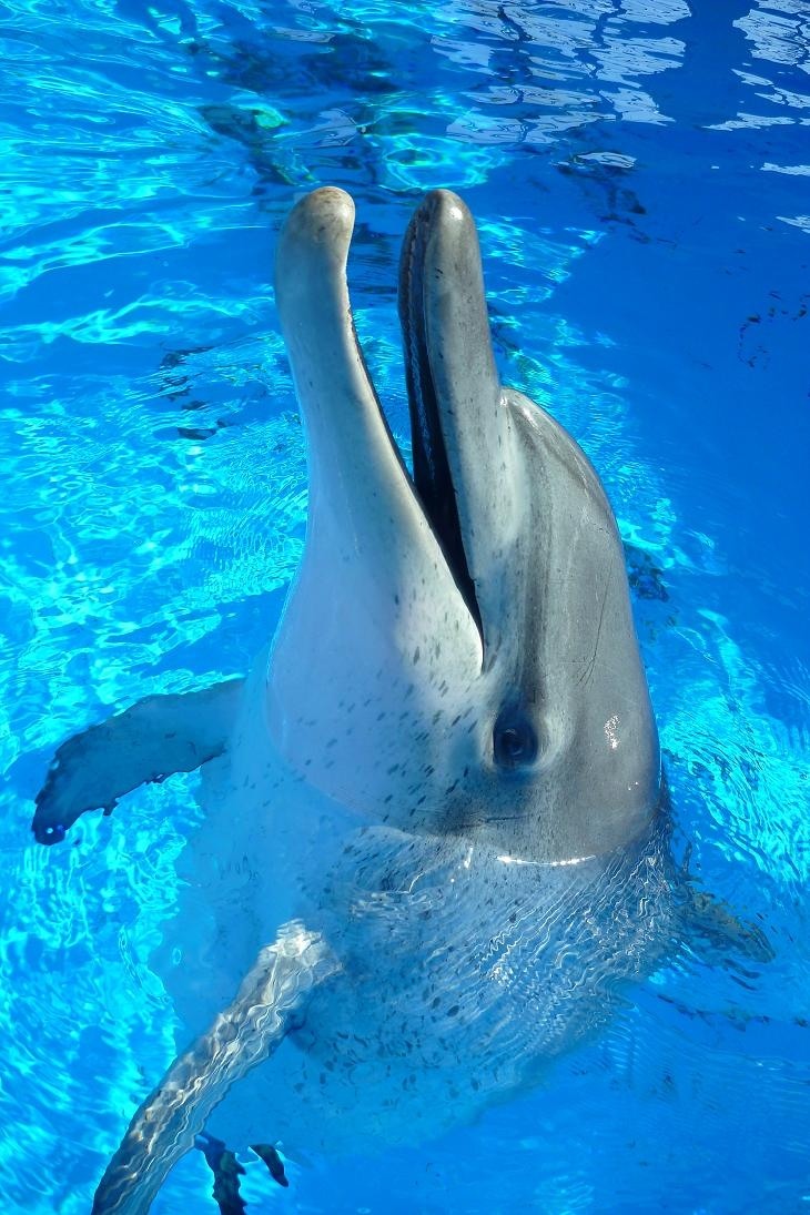 香港海洋公园最长寿海豚Jessie病逝 | 文章内置图片