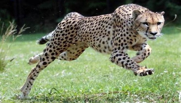 世界最快哺乳類動物明星獵豹安樂死 | 文章內置圖片