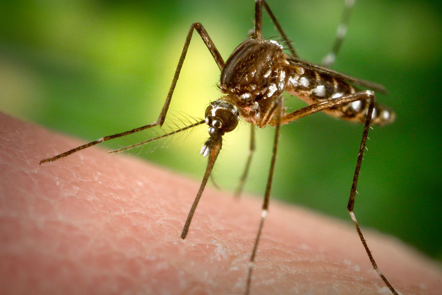 疑兹卡疫情祸首为英国生技公司放生基改蚊 | 文章内置图片