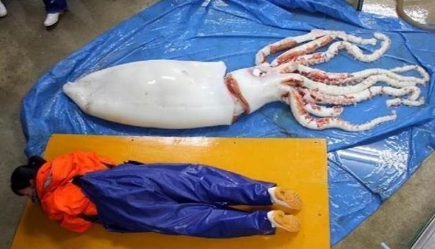 日海岸驚現巨大墨魚屍體 恐為地震前兆 | 文章內置圖片