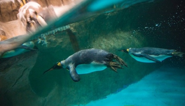 过得太安逸! 动物园开企鹅泳训班 要来好好锻练一下