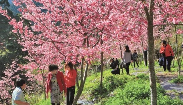 阳明山樱花盛开 220棵昭和樱爆开 | 文章内置图片