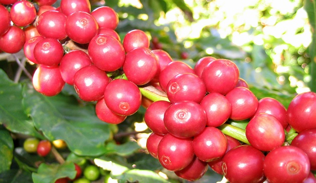 咖啡树立大功：翻转农产品排序，臺东咖啡黑金的逆袭 | 文章内置图片