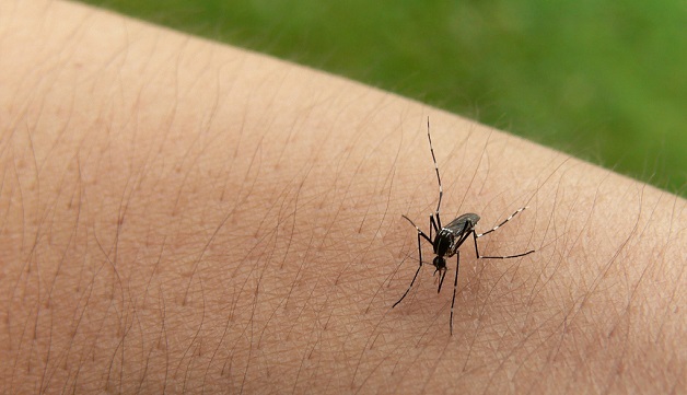 茲卡病毒蔓延：一隻蚊子叮到全球滿頭包 | 文章內置圖片