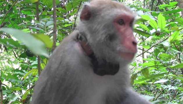 杜絕餵食獼猴保育監測 脖子上皆掛上追蹤發報器