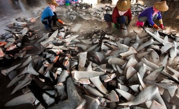 台湾鲨鱼鳍问题没人管控？绿色和平组织提出警告 | 文章内置图片