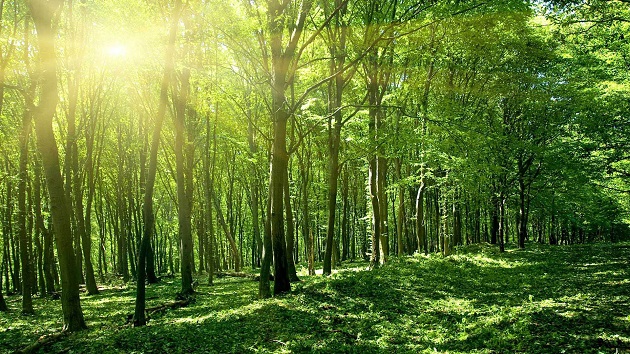 保護地球，隨手做起：資源再利用，每年減少三六○萬棵樹犧牲 | 文章內置圖片