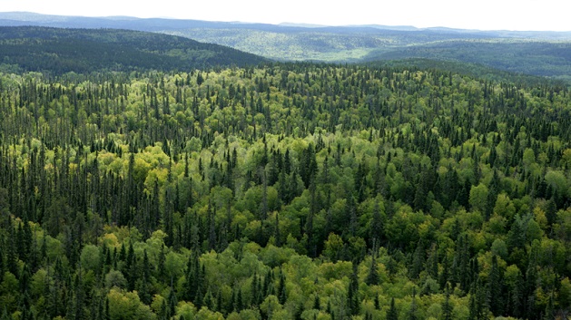 正视环境问题，行动救地球：注意森林资源的重要性 | 文章内置图片