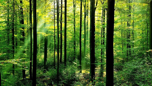 正视环境问题，行动救地球：注意森林资源的重要性