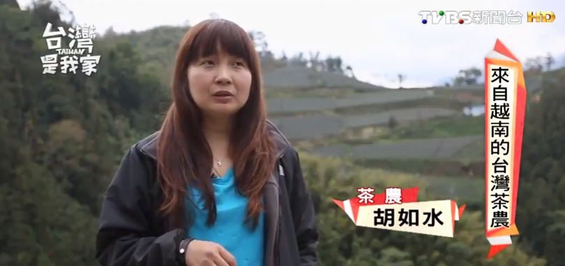 來自越南的台灣茶農 從零開始 種出高山好茶 | 文章內置圖片
