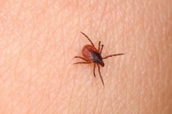 蚊虫出没　医生唿吁不要忽略小虫叮咬的力量！ | 文章内置图片
