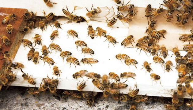 瞭解蜜蜂生態　學習自然哲學