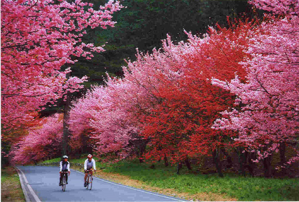 武陵农场樱花盛开，假日必去新景点 | 文章内置图片