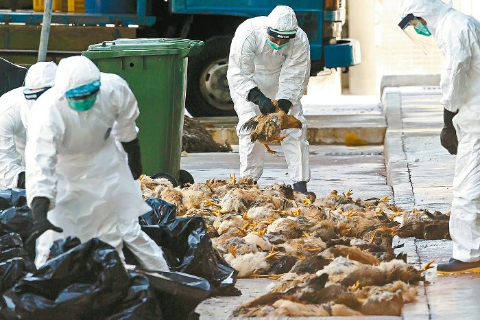 禽流感持续花莲发威再扑杀３千只鹅，台东下令禁止家禽进入 | 文章内置图片