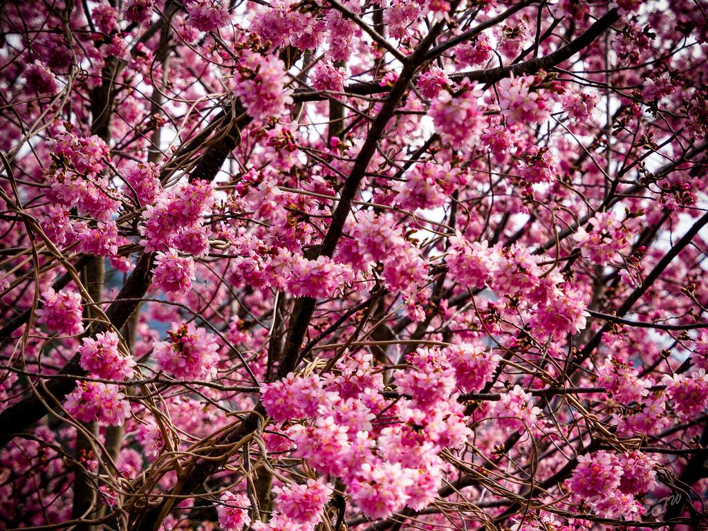 武陵农场樱花盛开，假日必去新景点 | 文章内置图片