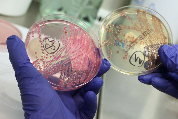 H7N9抗藥性不會喪失傳染力 | 文章內置圖片