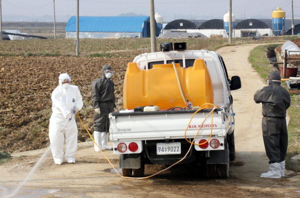 驚爆禽流感  擴散南韓 | 文章內置圖片