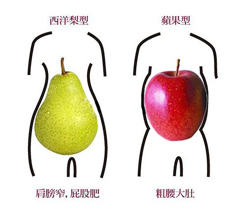 弄清楚 你是「苹果」还是「西洋梨」？ | 文章内置图片