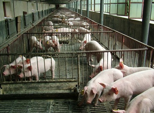 豬價狂飆   農委會：全世界都在漲 | 文章內置圖片