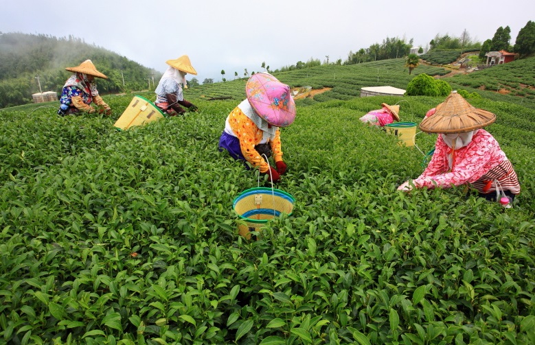 負面聲浪襲來 越南茶葉無辜遭罪 | 文章內置圖片