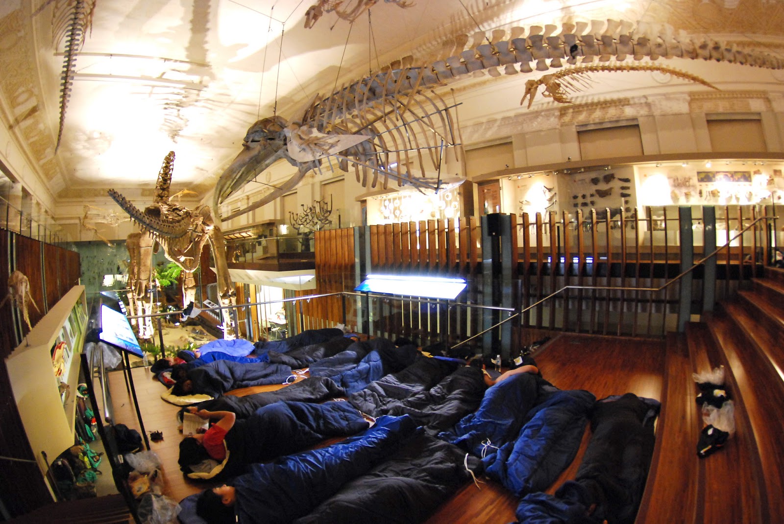 夜宿博物館 恐龍化身「枕邊人」 | 文章內置圖片