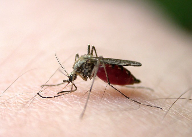 驱蚊神气！6种蚊子最怕的味道 | 文章内置图片