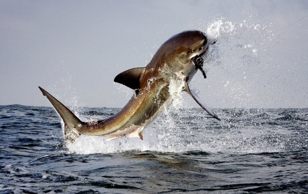 暴衝鯊魚群現身美北海岸 | 文章內置圖片