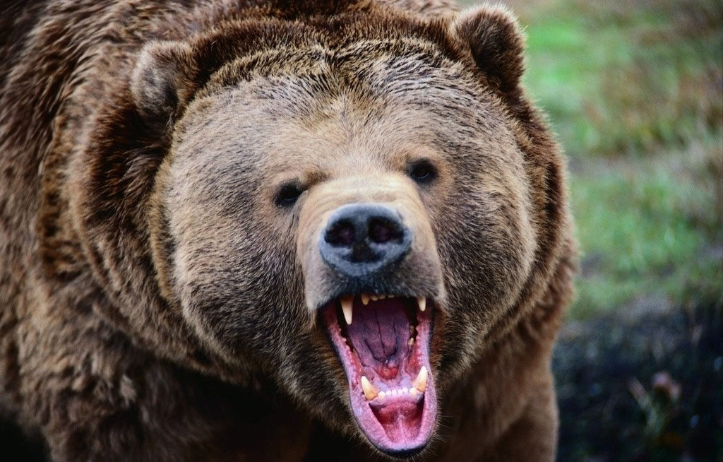 「有隻熊正在吃我」女致電訣別 | 文章內置圖片