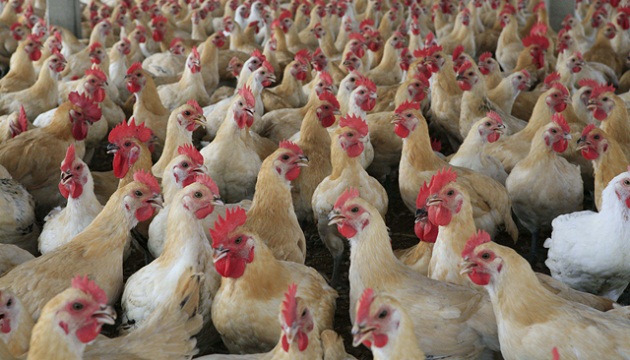春節無假期 禽流感撲殺逾380萬 | 文章內置圖片