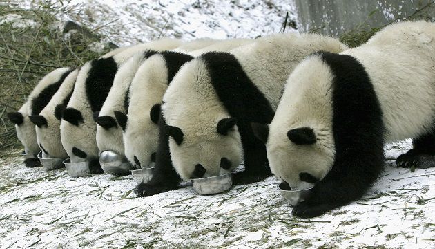 大陸將送澳門熊貓 重繁殖力 | 文章內置圖片