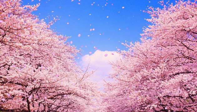 日本福岡宮崎櫻花季開始 | 文章內置圖片