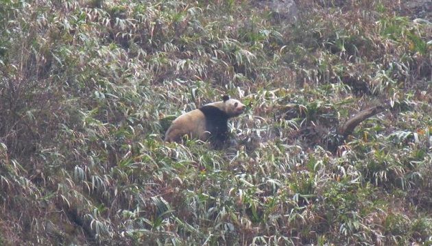 汶川地震受惊 野生猫熊远离山坡 | 文章内置图片