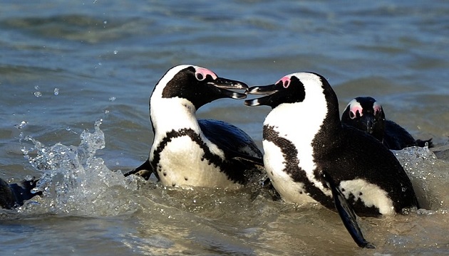 鱼群移动 非洲企鹅饿得叫妈妈 | 文章内置图片